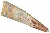 Fossil Pterosaur (Siroccopteryx) Tooth - Morocco #295139-1
